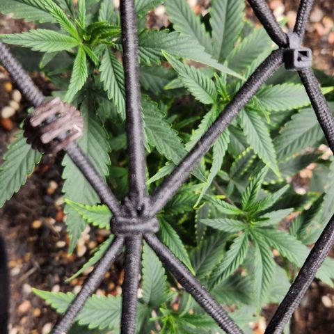 Purple Buddha #2 growlog timeline photo