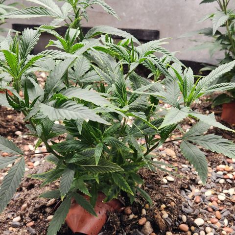 Purple Buddha #2 growlog timeline photo