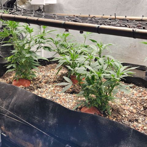 Purple Buddha #2 growlog timeline photo