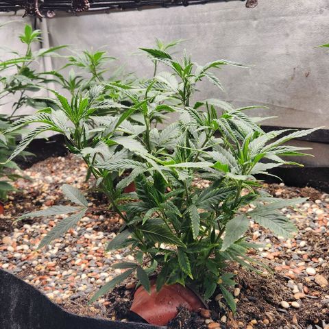 Purple Buddha #2 growlog timeline photo