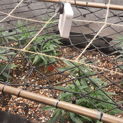 Purple Buddha #2 growlog timeline photo
