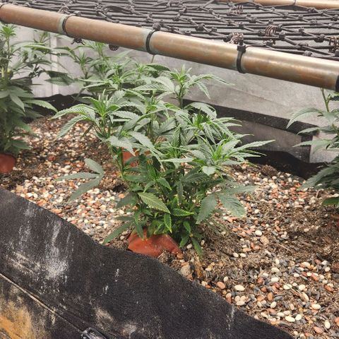 Purple Buddha #2 growlog timeline photo