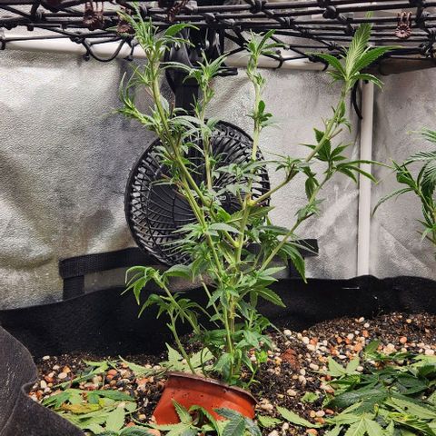 God Bud #1 growlog timeline photo