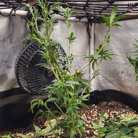 God Bud #1 growlog timeline photo