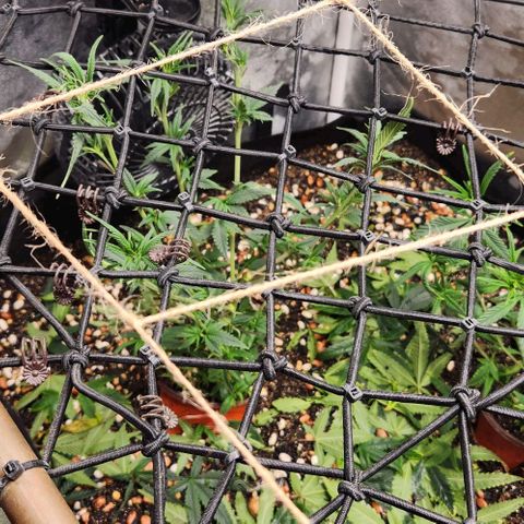 God Bud #1 growlog timeline photo