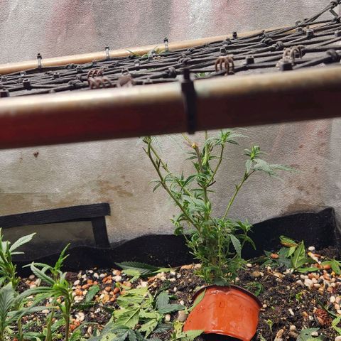 God Bud #2 growlog timeline photo