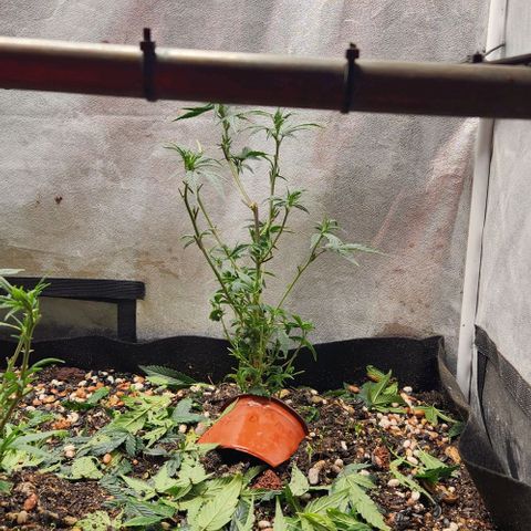 God Bud #2 growlog timeline photo