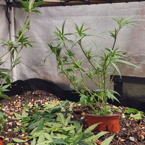Purple Buddha #1 growlog timeline photo