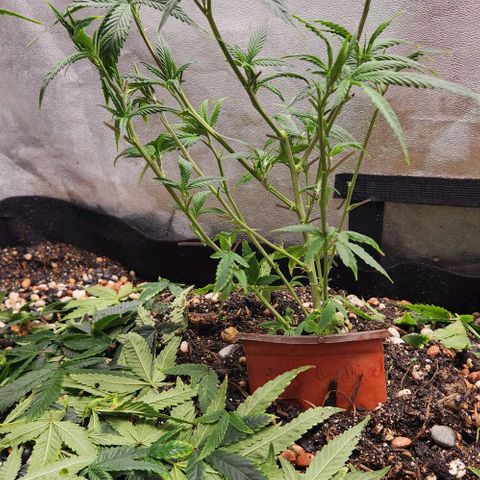 Purple Buddha #1 growlog timeline photo