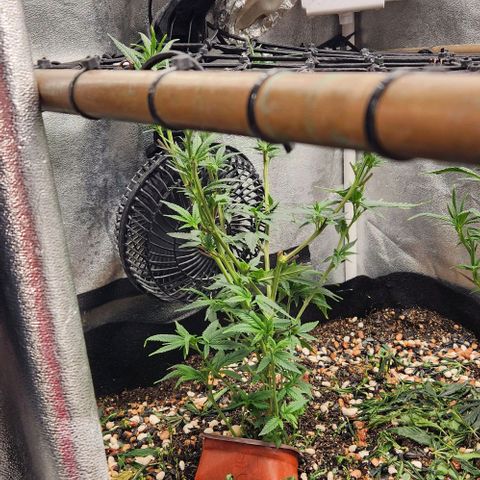 God Bud #1 growlog timeline photo