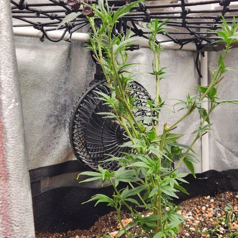 God Bud #1 growlog timeline photo