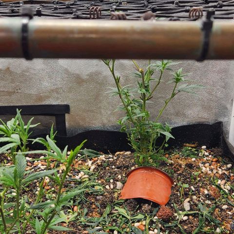 God Bud #2 growlog timeline photo