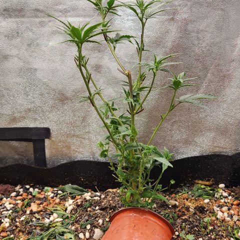 God Bud #2 growlog timeline photo