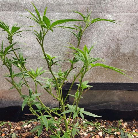 Purple Buddha #1 growlog timeline photo
