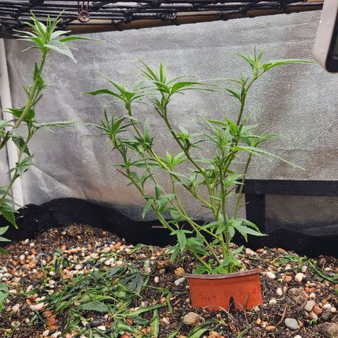 Purple Buddha #1 growlog timeline photo