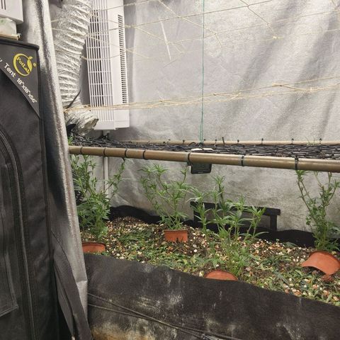Purple Buddha #2 growlog timeline photo