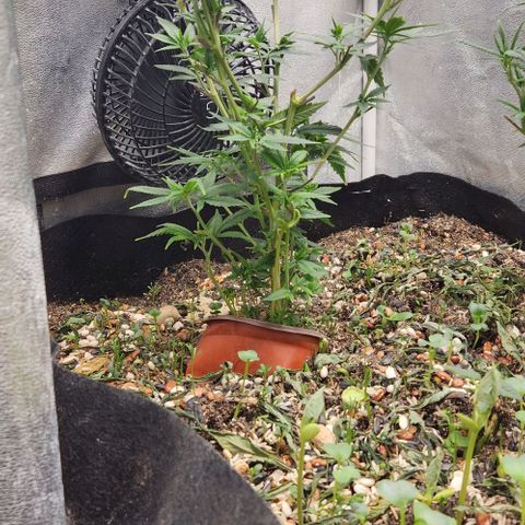 God Bud #1 growlog timeline photo