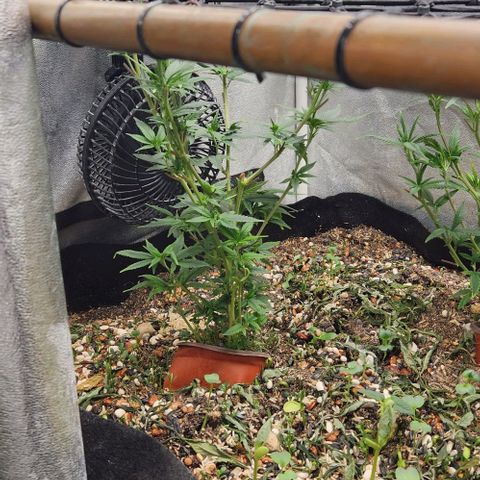 God Bud #1 growlog timeline photo
