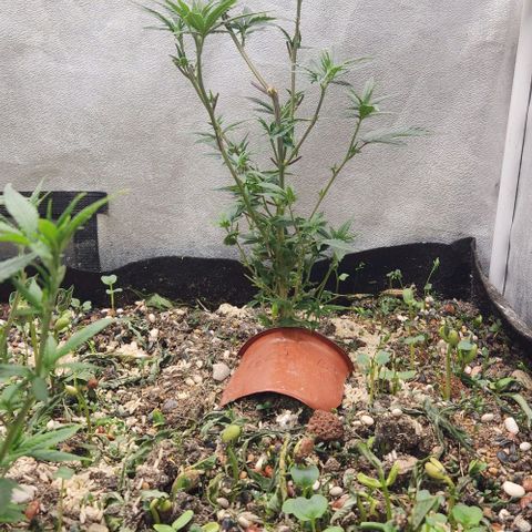 God Bud #2 growlog timeline photo