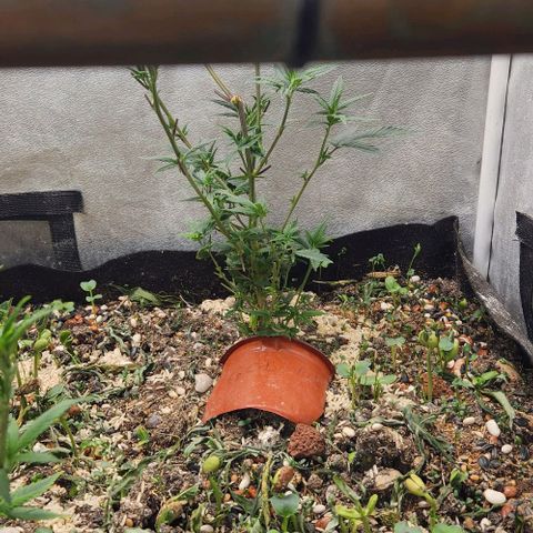 God Bud #2 growlog timeline photo