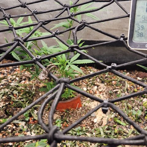 Purple Buddha #1 growlog timeline photo