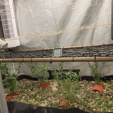 Purple Buddha #2 growlog timeline photo
