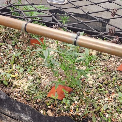 Purple Buddha #2 growlog timeline photo