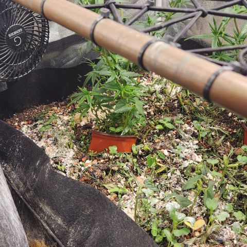 God Bud #1 growlog timeline photo
