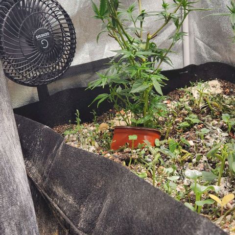 God Bud #1 growlog timeline photo