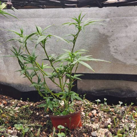 Purple Buddha #1 growlog timeline photo