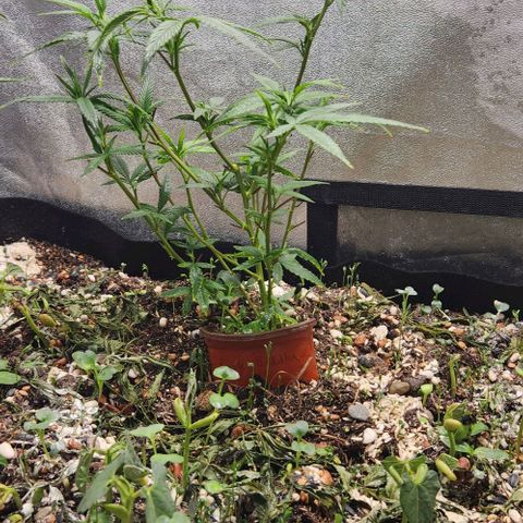 Purple Buddha #1 growlog timeline photo