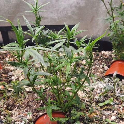 Purple Buddha #2 growlog timeline photo