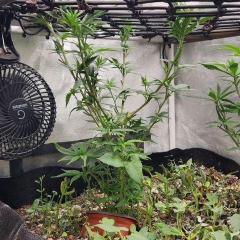 God Bud #1 growlog timeline photo
