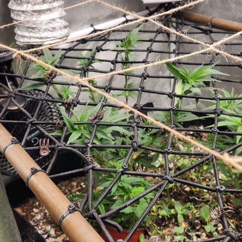 God Bud #1 growlog timeline photo
