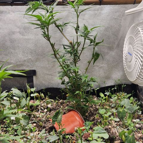 God Bud #2 growlog timeline photo