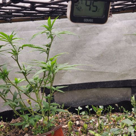 Purple Buddha #1 growlog timeline photo