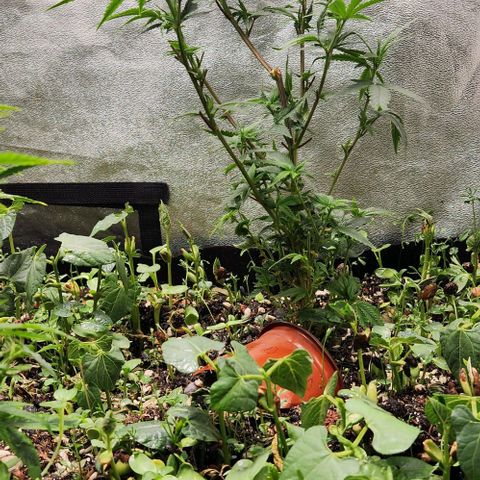 God Bud #2 growlog timeline photo