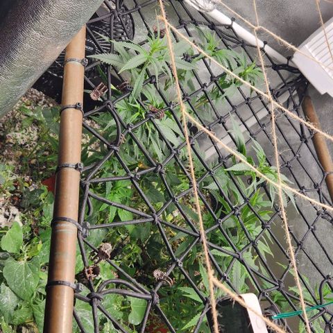 God Bud #1 growlog timeline photo