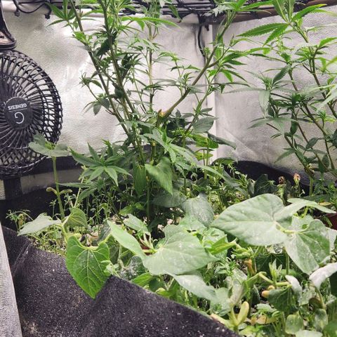 God Bud #1 growlog timeline photo