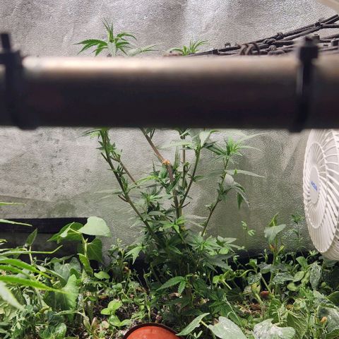 God Bud #2 growlog timeline photo