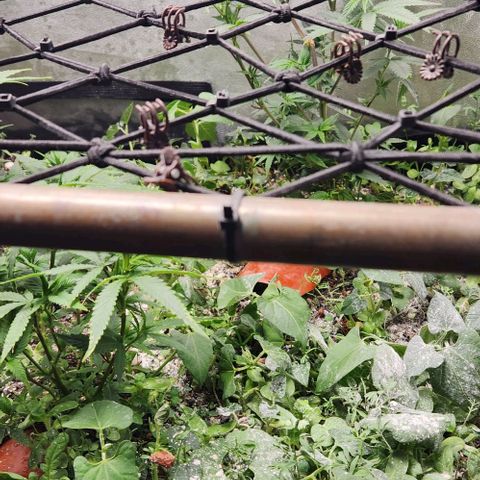 God Bud #2 growlog timeline photo