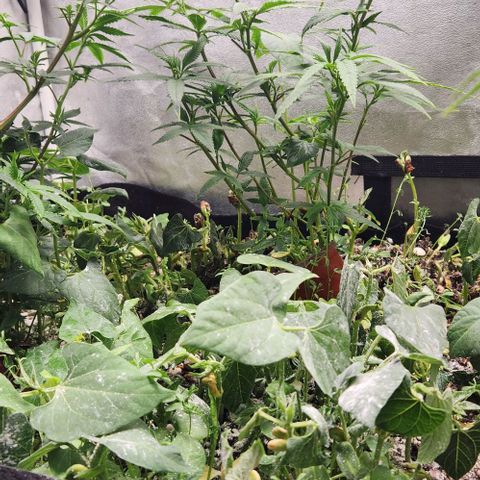 Purple Buddha #1 growlog timeline photo