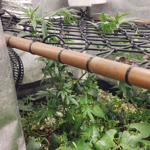 God Bud #1 growlog timeline photo
