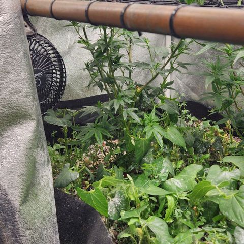 God Bud #1 growlog timeline photo
