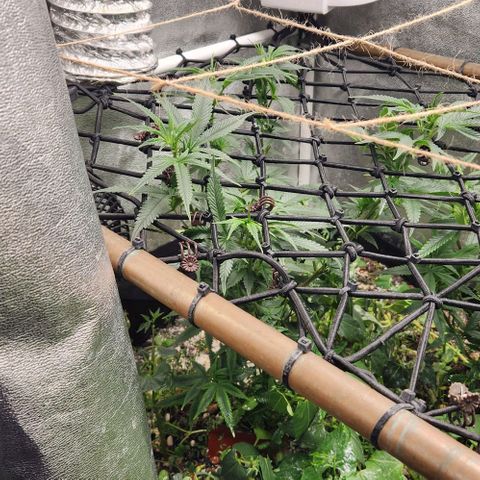 God Bud #1 growlog timeline photo