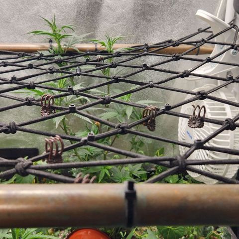 God Bud #2 growlog timeline photo