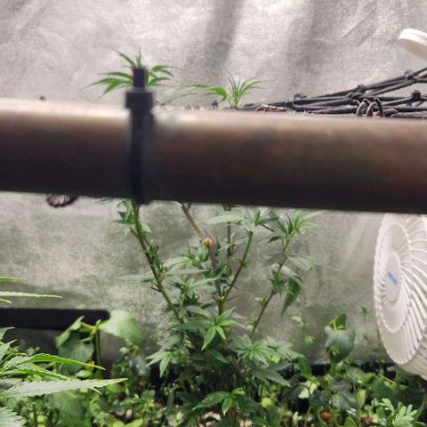 God Bud #2 growlog timeline photo
