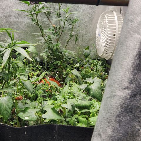 God Bud #2 growlog timeline photo
