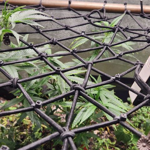 Purple Buddha #1 growlog timeline photo