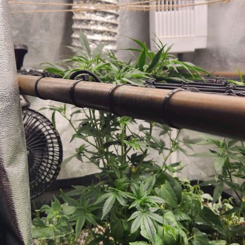 God Bud #1 growlog timeline photo